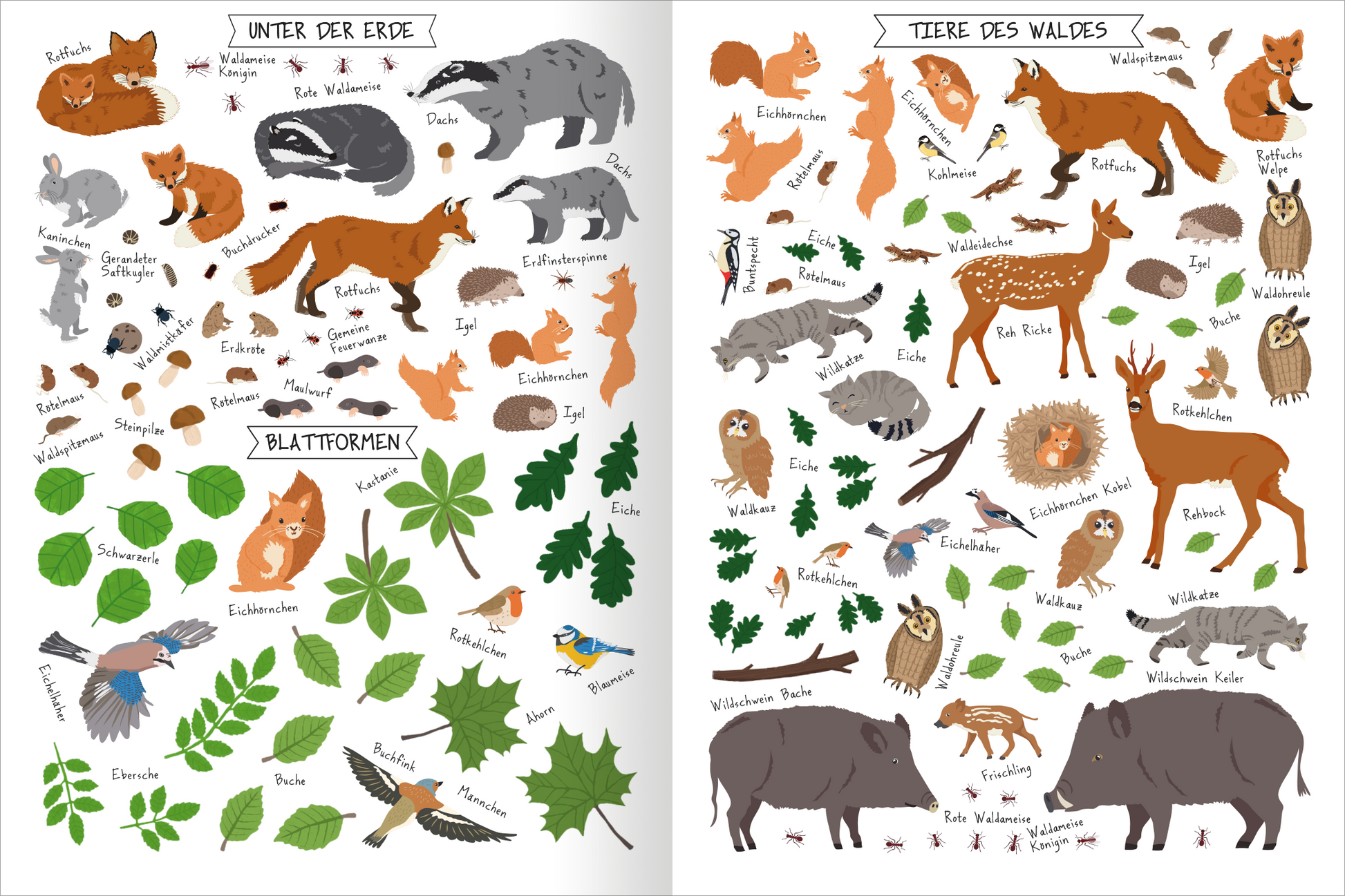 Gezeigt wird eine Innen- oder Zusatzansicht von „Naturforscher-Kids – Stickerheft Bäume“. Die Seite ist in zwei Abschnitte unterteilt: links sind Tiere und Pflanzen „Unter der Erde“ abgebildet, rechts „Tiere des Waldes“. Die Illustrationen zeigen Tiere in freundlichen Farben wie Braun, Grau und Grün, ergänzt durch grüne Blätter. Die Typografie ist klar und kindgerecht, mit handschriftlichen Beschriftungen der dargestellten Tiere und Pflanzen, die deren Namen hervorheben.