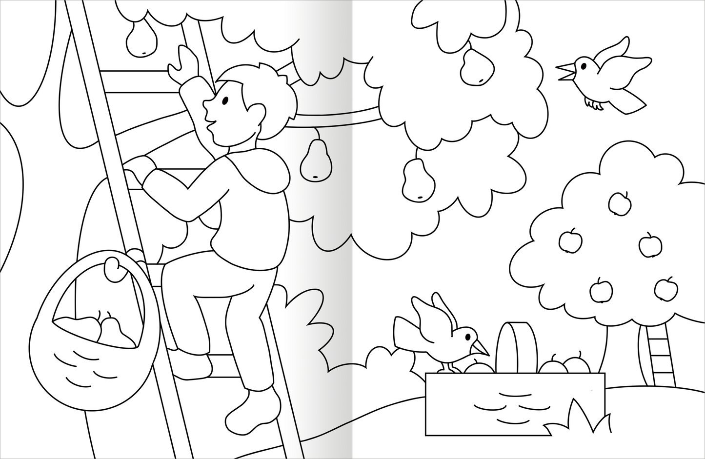 Gezeigt wird eine Innen- oder Zusatzansicht von „Malbuch Bauernhof“. Die schwarz-weiße Illustration zeigt einen Jungen, der eine Leiter hochklettert, um Birnen zu pflücken. Um ihn herum sind verschiedene Obstbäume mit Birnen und Äpfeln, sowie Vögel, die in der Luft fliegen. Der Hintergrund ist einfach gehalten, was die zentrale Szene hervorhebt. Die Linien sind klar und deutlich, was das Ausmalen erleichtert.