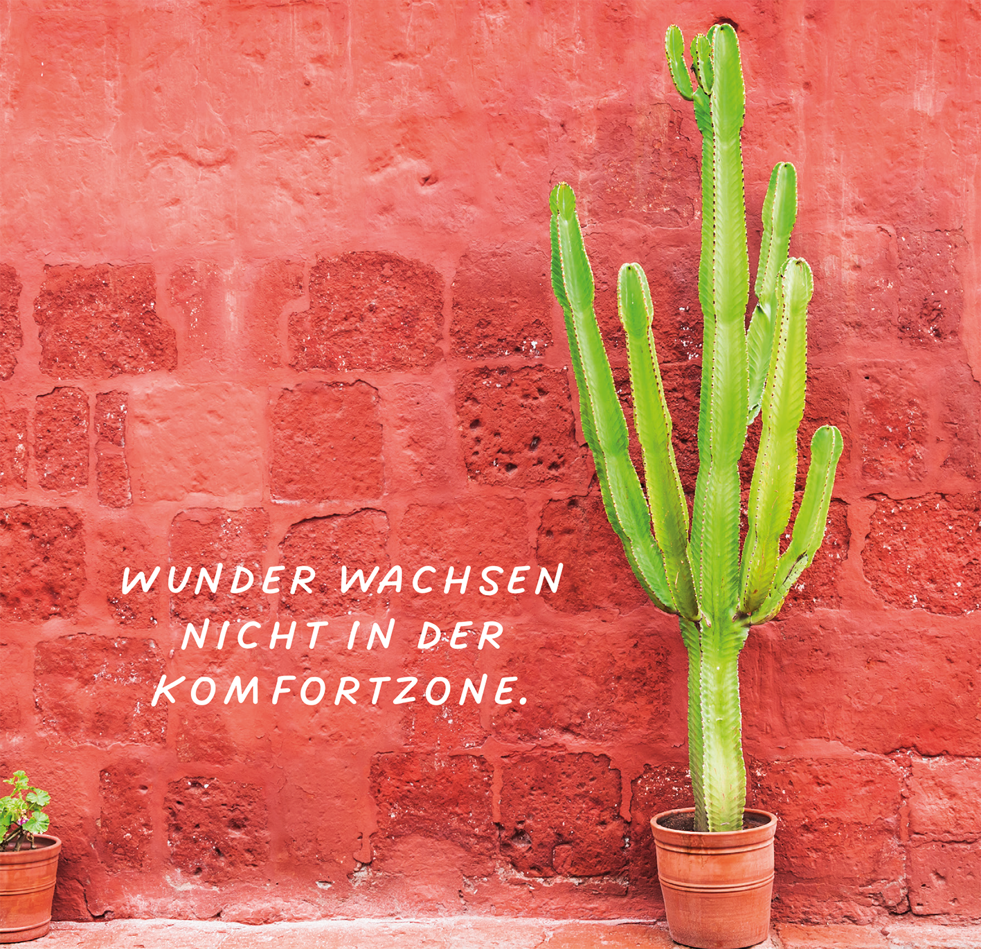 Gezeigt wird eine Innen- oder Zusatzansicht von „Das Beste entsteht immer aus Mut“. Es ist eine lebendige Szene vor einer rustikalen roten Wand, vor der ein hoher Kaktus in einem Blumentopf steht. Der Kaktus zeigt leuchtend grüne, stachelige Arme. Unterhalb des Kaktus steht in einer modernen, geschwungenen Schrift der Satz „WUNDER WACHSEN NICHT IN DER KOMFORTZONE“ in weißer Farbe, was einen klaren Kontrast zur warmen Wandfarbe bildet.