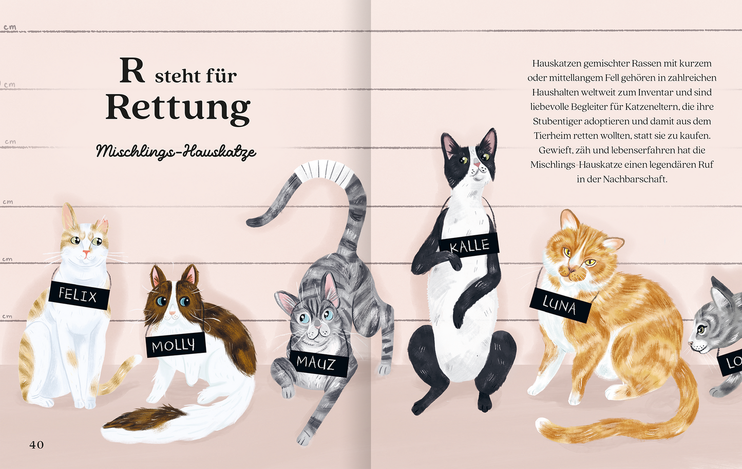 Gezeigt wird eine Innenansicht von „Katzenalphabet“. Auf der Doppelseite sind fünf Illustrationen von Katzen in unterschiedlichen Farben und Mustern abgebildet. Die Farben variieren von grau über orange bis schwarz-weiß. Jede Katze trägt ein Schild mit einem Namen, darunter „Felix“, „Molly“, „Mauz“, „Kalle“ und „Luna“. Der Text ist in einer klaren, großen Serifenschrift gehalten und erklärt „R steht für Rettung“. Der Hintergrund ist in sanften Rosa-Tönen...