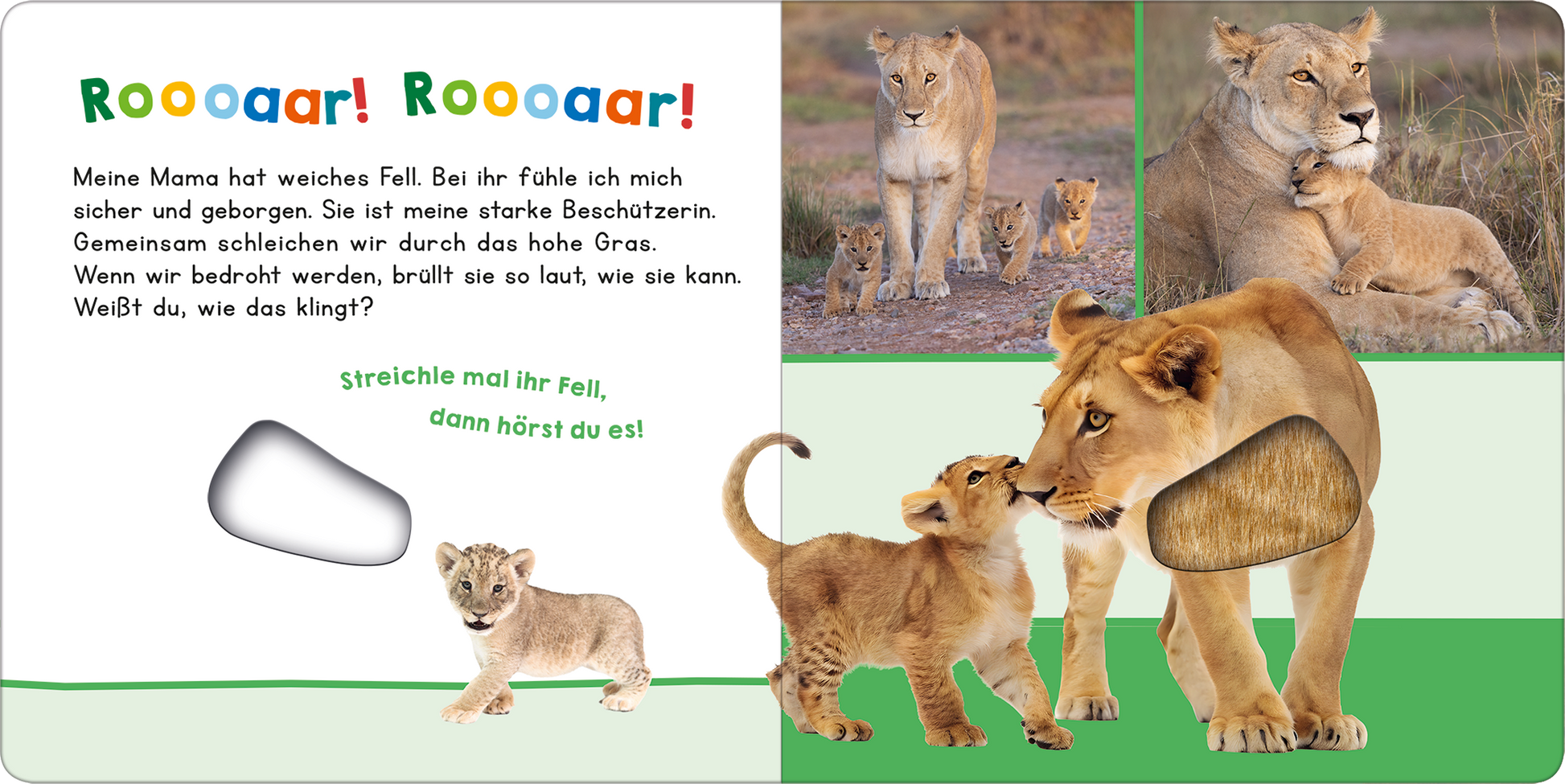 Gezeigt wird eine Innen- oder Zusatzansicht von „Hör mal rein, wer kann das sein? – Meine Mama“. Die Seite zeigt eine farbenfrohe Illustration von Löwen in einer natürlichen Umgebung. In der linken oberen Ecke steht „Rooaaar! Roooaaar!“ in großer, fernsehtauglicher Schrift. Auf der rechten Seite sind eine Löwin und ihr Löwenkind abgebildet, die in sanften Erdtönen gehalten sind. Ein interaktives Element in Form einer grauen Fläche lädt zum Streicheln ein, während...