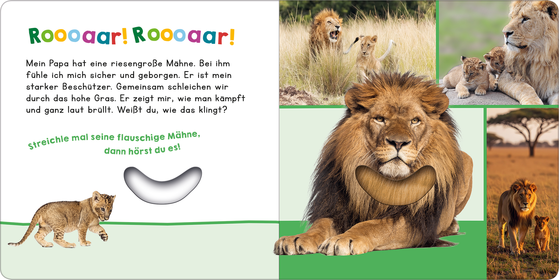 Gezeigt wird eine Innen- oder Zusatzansicht von „Hör mal rein, wer kann das sein? – Mein Papa“. Die Seite präsentiert lebendige Farben wie Grün und Gelb, ergänzt durch kräftige, bunte Buchstaben. Im Text wird die Beziehung zwischen einem Kind und seinem starken, beschützenden Papa betont. Illustrationen von Löwen und deren Mähnen sind integriert, abgerundet durch interaktive Elemente, die zum Streicheln einladen und den Erlebnishorizont erweitern. Der Schriftzug „Roooaar!...