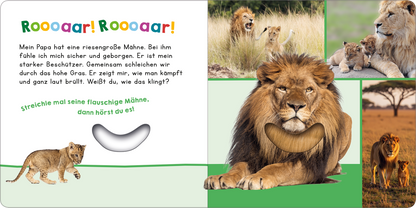 Gezeigt wird eine Innen- oder Zusatzansicht von „Hör mal rein, wer kann das sein? – Mein Papa“. Die Seite präsentiert lebendige Farben wie Grün und Gelb, ergänzt durch kräftige, bunte Buchstaben. Im Text wird die Beziehung zwischen einem Kind und seinem starken, beschützenden Papa betont. Illustrationen von Löwen und deren Mähnen sind integriert, abgerundet durch interaktive Elemente, die zum Streicheln einladen und den Erlebnishorizont erweitern. Der Schriftzug „Roooaar!...