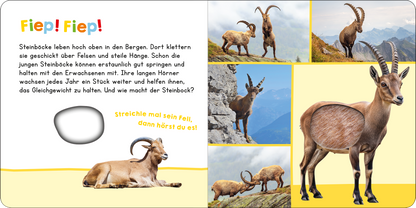 Gezeigt wird eine Innen- oder Zusatzansicht von „Hör mal rein, wer kann das sein? In den Bergen“.
