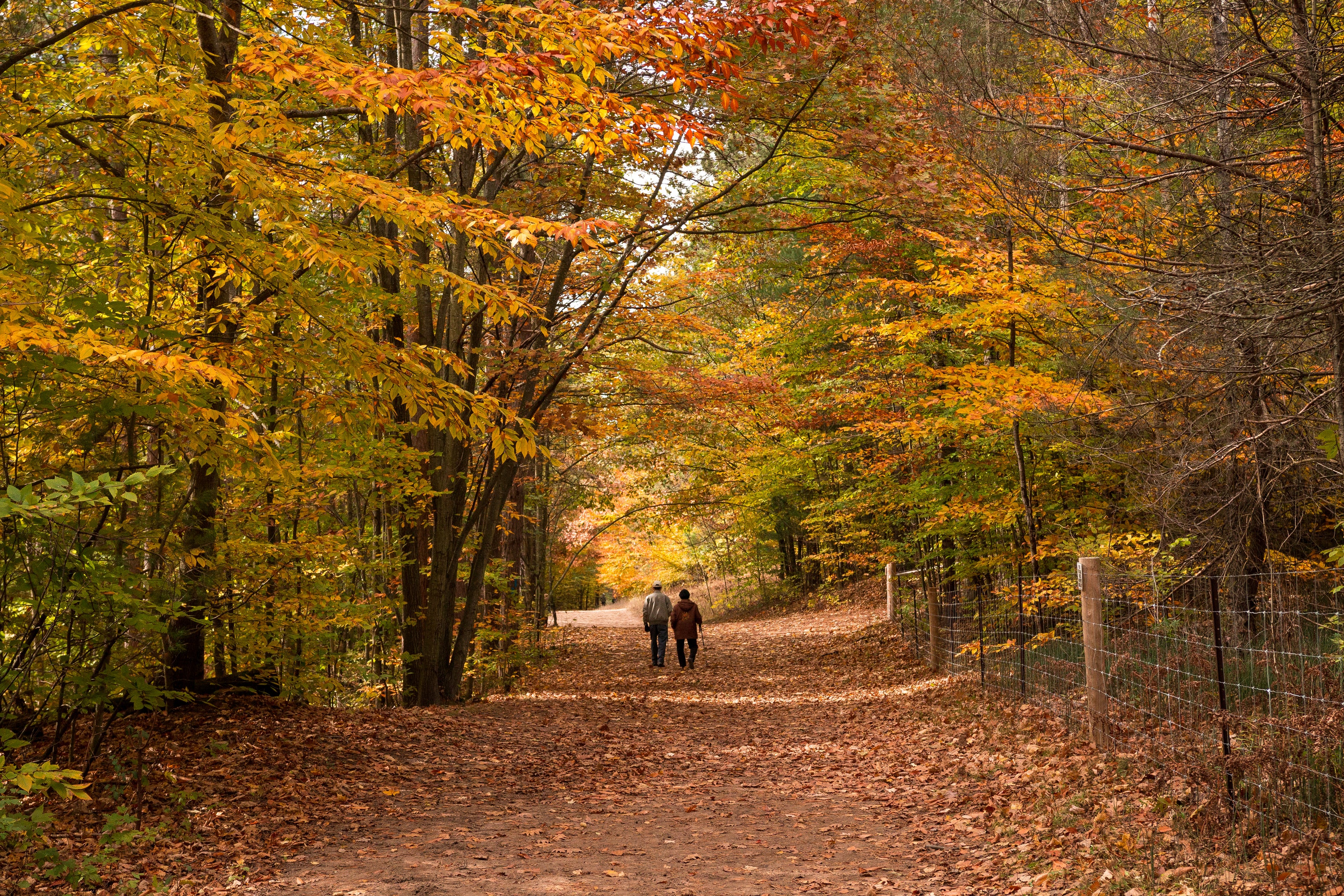 Ein herbstlicher Waldweg, gesäumt von Bäumen mit buntem Laub in Gelb-, Orange- und Rottönen. Zwei Personen spazieren in der Ferne auf dem mit Laub bedeckten Weg, der von einem Zaun auf der rechten Seite begrenzt wird. Der Weg führt in eine warme, lichtdurchflutete Öffnung im Hintergrund.