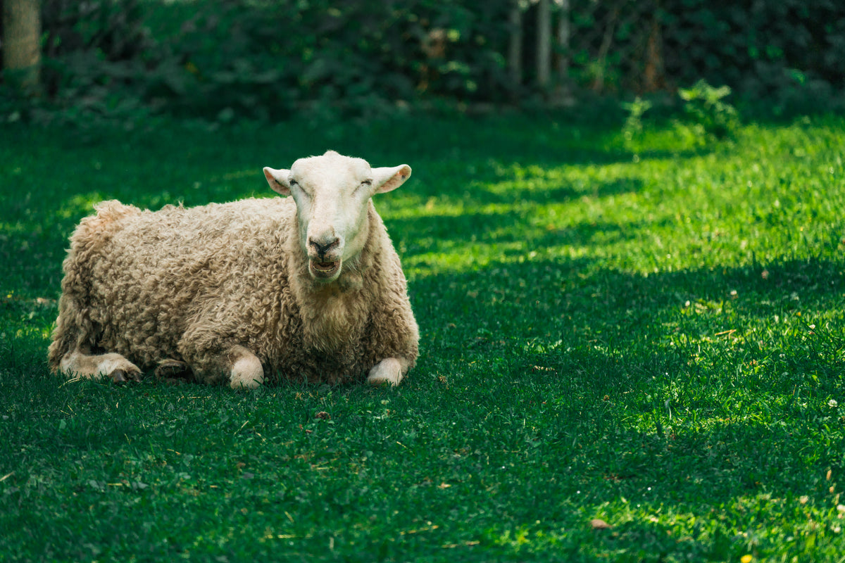 Ein Schaf, das auf einer grünen Wiese liegt