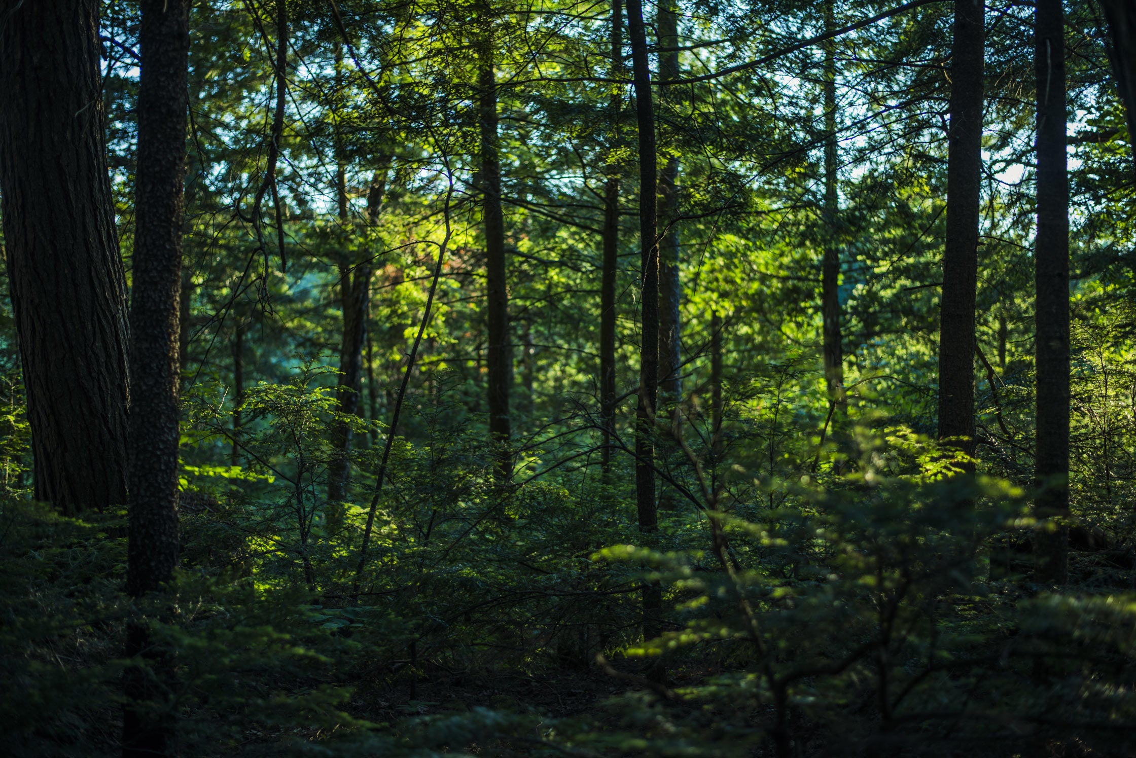 Ein dichter Wald mit hohen Bäumen und üppigem grünen Unterholz. Sonnenlicht fällt durch das Blätterdach und erzeugt helle Flecken auf dem Waldboden. Die Atmosphäre ist ruhig und naturbelassen.
